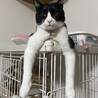 ケージのヘリ