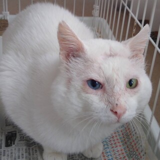 膝のり大好きオッドアイ♪ホワイティ