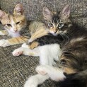 姉妹子猫の里親募集！！