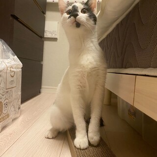 雑種5ヶ月の人馴れした男の子