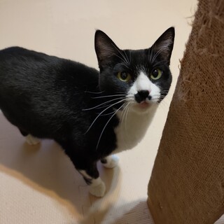 黒白はちわれ　4歳雌猫　