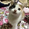 生後2ヶ月の女の子