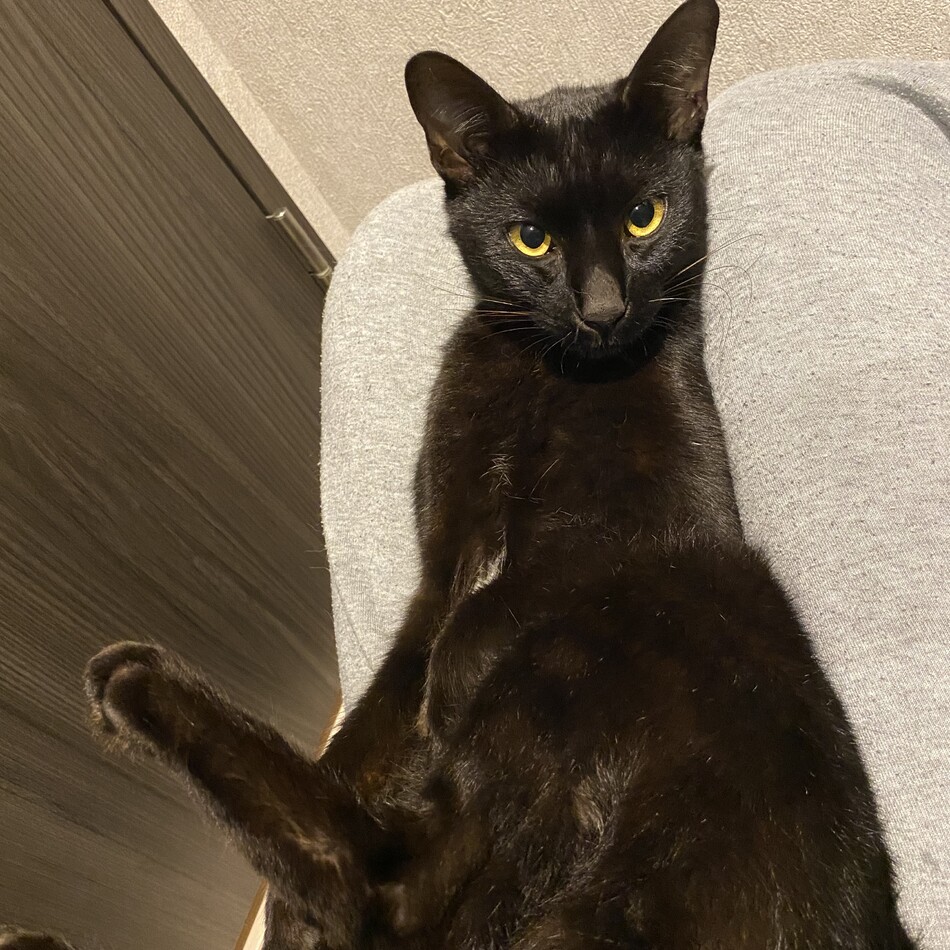 クロのカバー写真