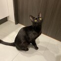 人が大好きな黒猫の男の子です！
