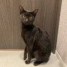 人が大好きな黒猫の男の子です！ サムネイル2