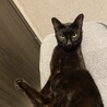 人が大好きな黒猫の男の子です！ サムネイル3