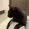 人が大好きな黒猫の男の子です！ サムネイル4