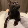 人が大好きな黒猫の男の子です！ サムネイル5