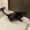 人が大好きな黒猫の男の子です！ サムネイル6