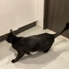 人が大好きな黒猫の男の子です！ サムネイル7
