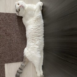 「わが家の先住猫マロくんです」サムネイル1