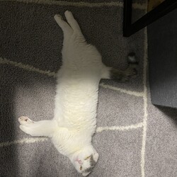 「わが家の先住猫マロくんです」サムネイル2