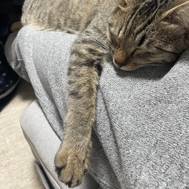 膝の上で寝てくれます。