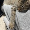 膝の上で寝てくれます。