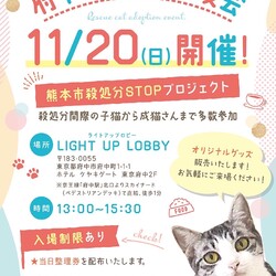 11/20(日)府中猫の会譲渡会