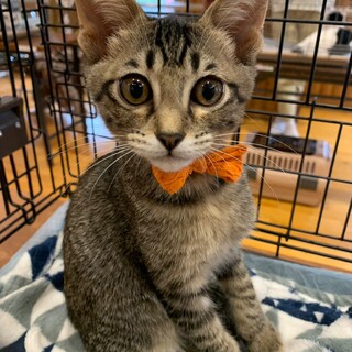 募集停止　キジトラ男の子モスくん♥️