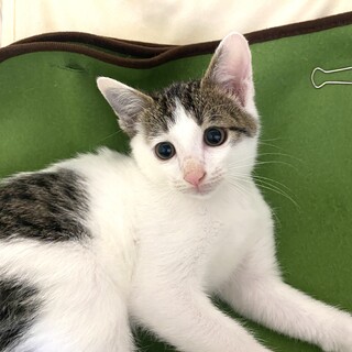 ♡前髪がかわいいシロキジのセンターくん♡