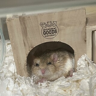 マカロニマウス里親さん募集してます。