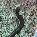 アシナシトカゲ　里親さん募集します