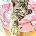 良い子です！　2か月のキジトラ君
