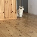 ペルシャ　女の子　　4歳　避妊すみ