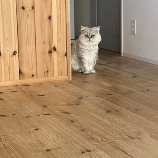 ペルシャ　女の子　　4歳　避妊すみ