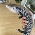 アオジタトカゲ　里親さん募集します