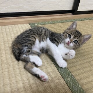 用水に落ちていた子猫【ジャワ】