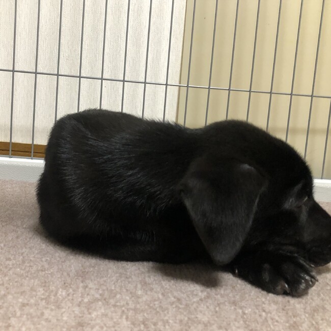 タックモカノアのカバー写真
