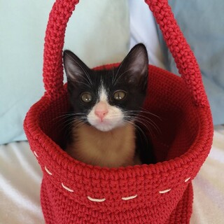 6匹兄妹！アイドルあんこちゃん♡