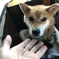 さやか