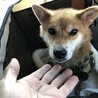 さやか
