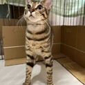 甘えん坊キジトラ男子♪やくも♡