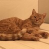 はるはる＊