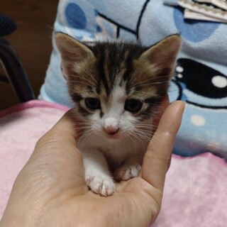 可愛いキジシロ1ヶ月
