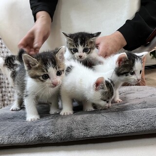 白黒の元気な子猫たち！甘えん坊です☆