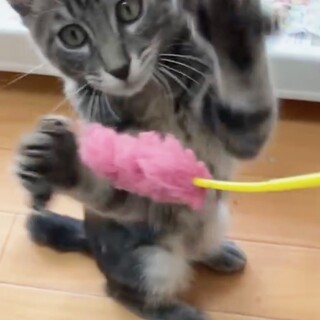 アメショ＋ロシアン風の激レアくん！