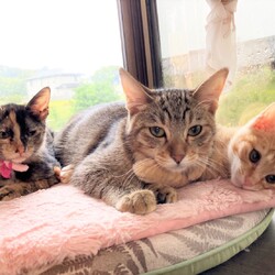 in瀬戸市☆子猫大集合の臨時譲渡会2022年10月22日（土）～ ちーむ にゃいんず