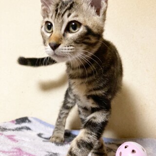 アメショのブラウンタビーなの？激レア君！