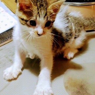 白キジの男の子、２ヶ月