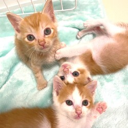 in豊明市☆子猫大集合の臨時譲渡会2022年10月22日（土）～ ちーむ にゃいんず