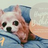 かわいい顔して超番犬ですw