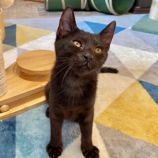 アサヒ君♪LINEビデオ通話でもお見合いできます！