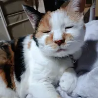 サクラ