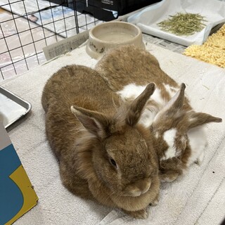 学校飼育のウサギさんたち2匹です。