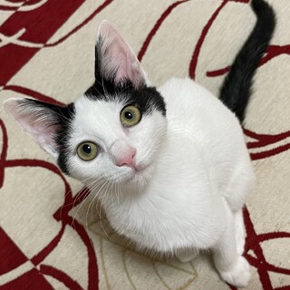 お話しできる八割れ美少女猫3か月　犬猫とも共生可