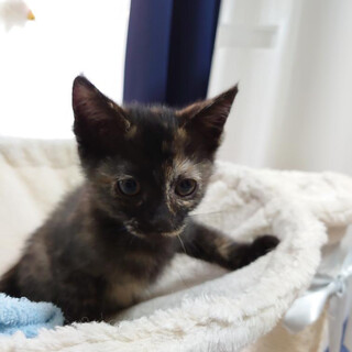 元気いっぱい女の子のサビちゃん♪