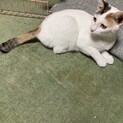 甘えん坊なミケ猫⭐︎ミルちゃん