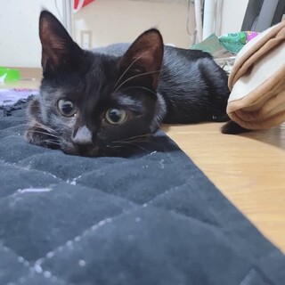 至急※※甘えん坊でやんちゃ☆黒猫★生後約4ヶ月