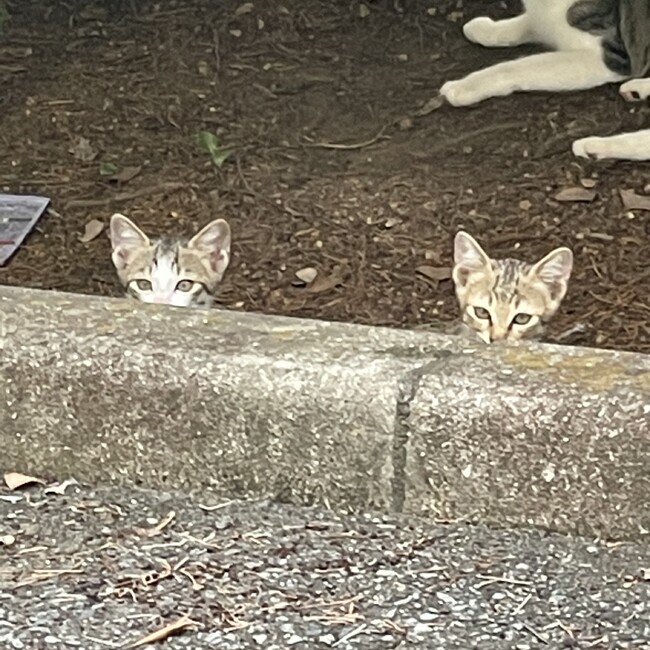 NORAの方舟のカバー写真